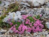 Asperula cristata