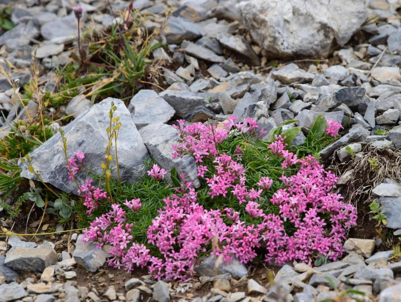 Image of Asperula cristata specimen.