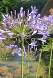 Agapanthus africanus. Верхушка побега с соцветием. Италия, обл. Кампания, г. Салерно, парк Вилла Комунале (ит. Villa Comunale), в культуре. 13 июня 2017 г.