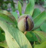 Paeonia arietina. Бутон и листья. Краснодарский край, Кущёвский р-н, станица Шкуринская, в культуре. 30.04.2010.