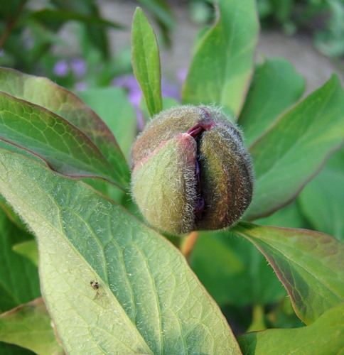 Изображение особи Paeonia arietina.