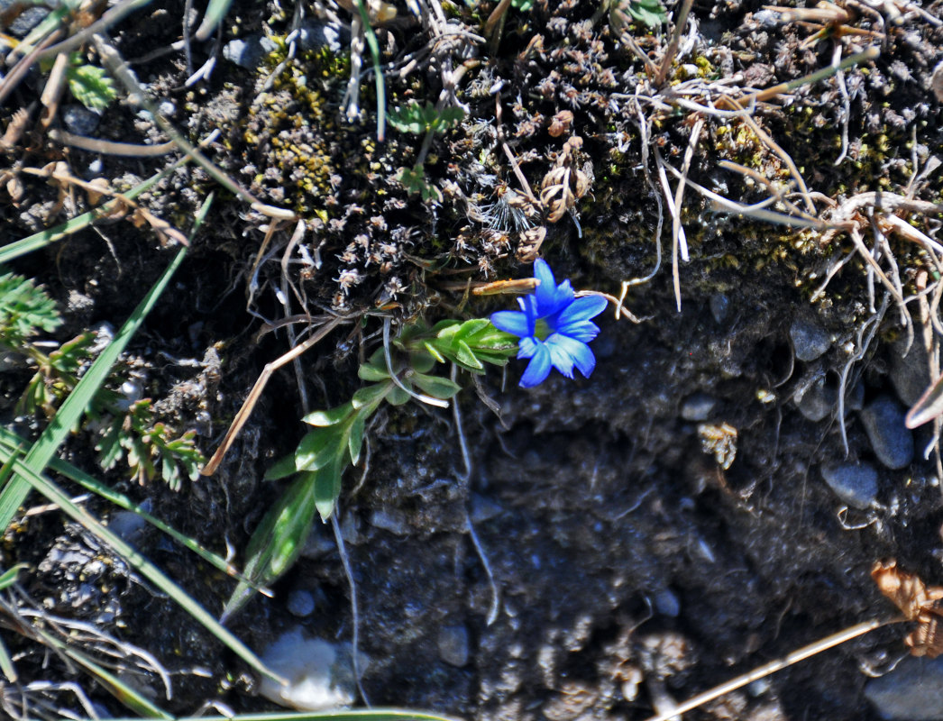 Image of Gentiana karelinii specimen.