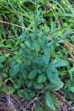 Agrimonia eupatoria. Нижняя часть цветущего растения. Грузия, Аджария, с. Мцване-Концхи, Батумский бот. сад. 08.09.2017.