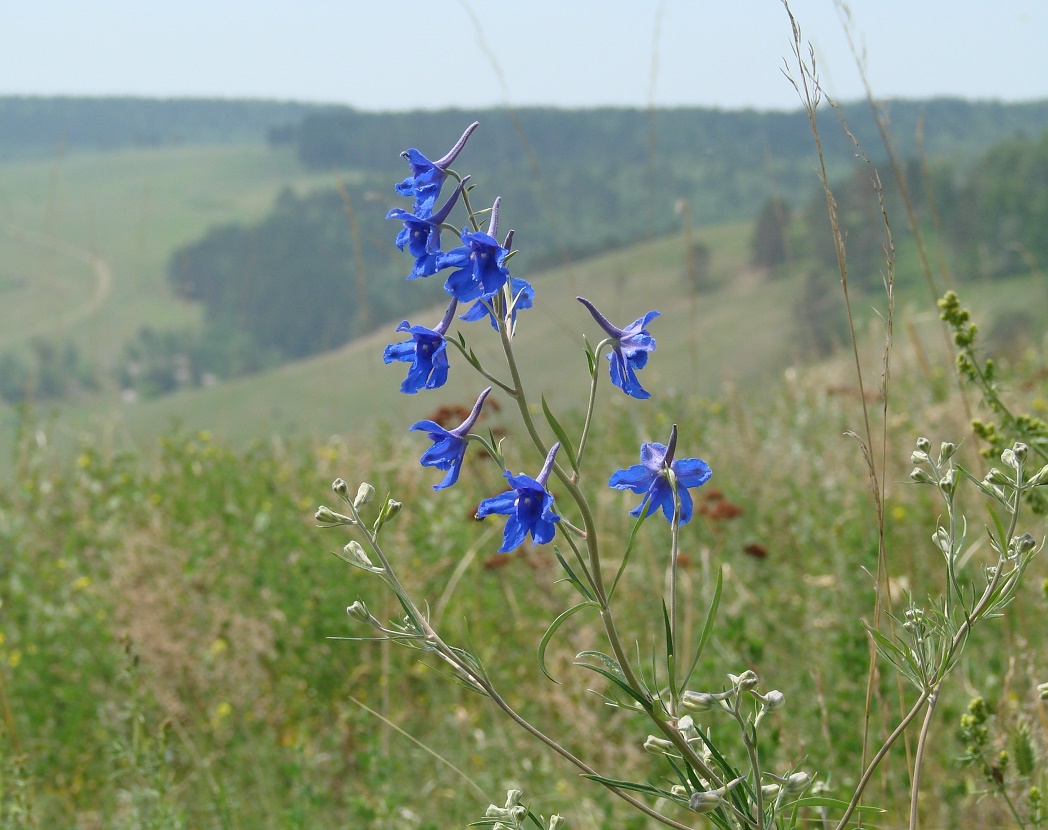 Image of Delphinium grandiflorum specimen.