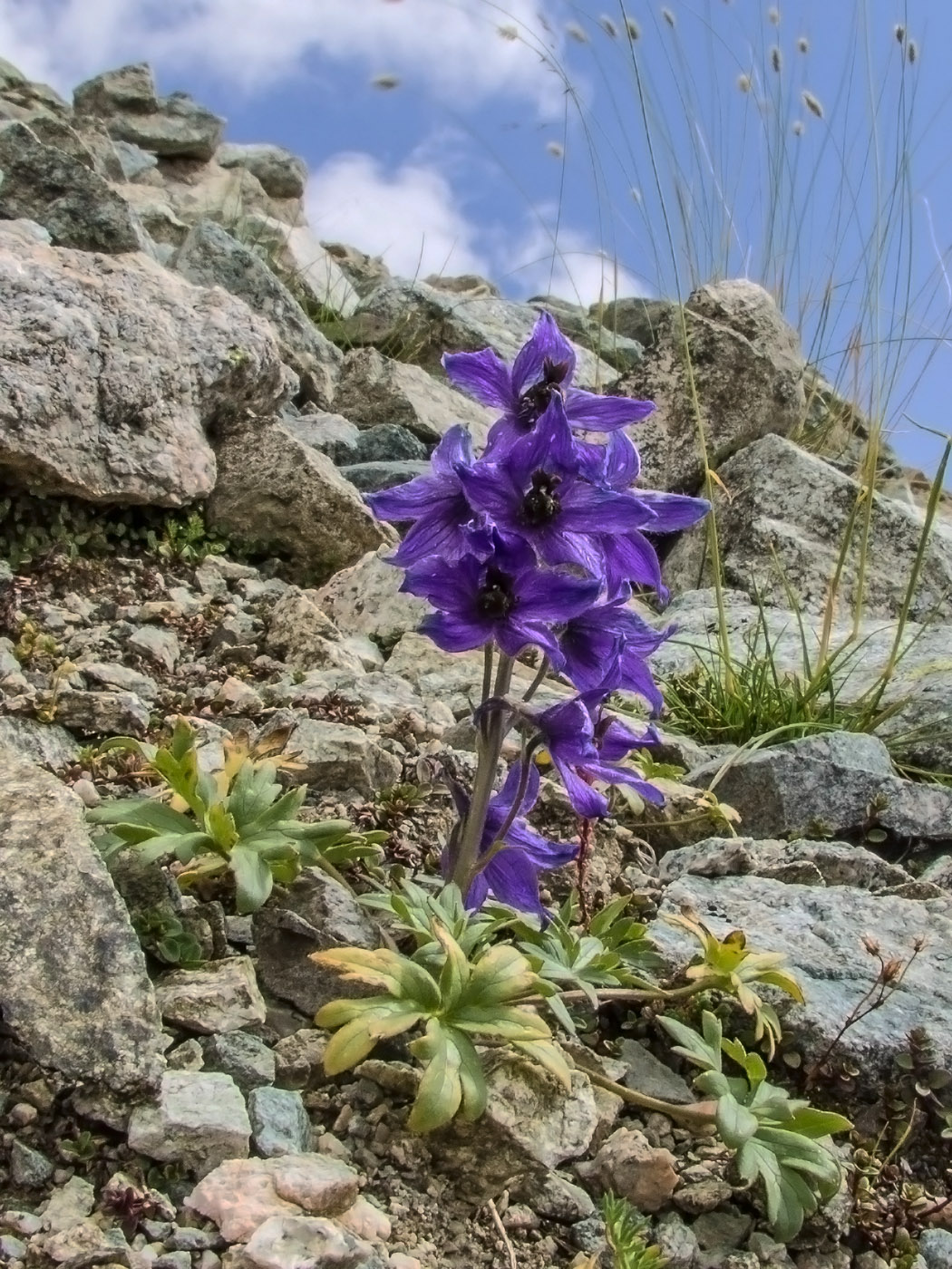 Изображение особи Delphinium caucasicum.