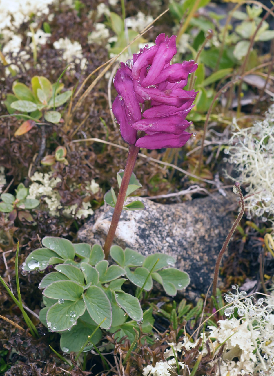 Image of Corydalis paeoniifolia specimen.