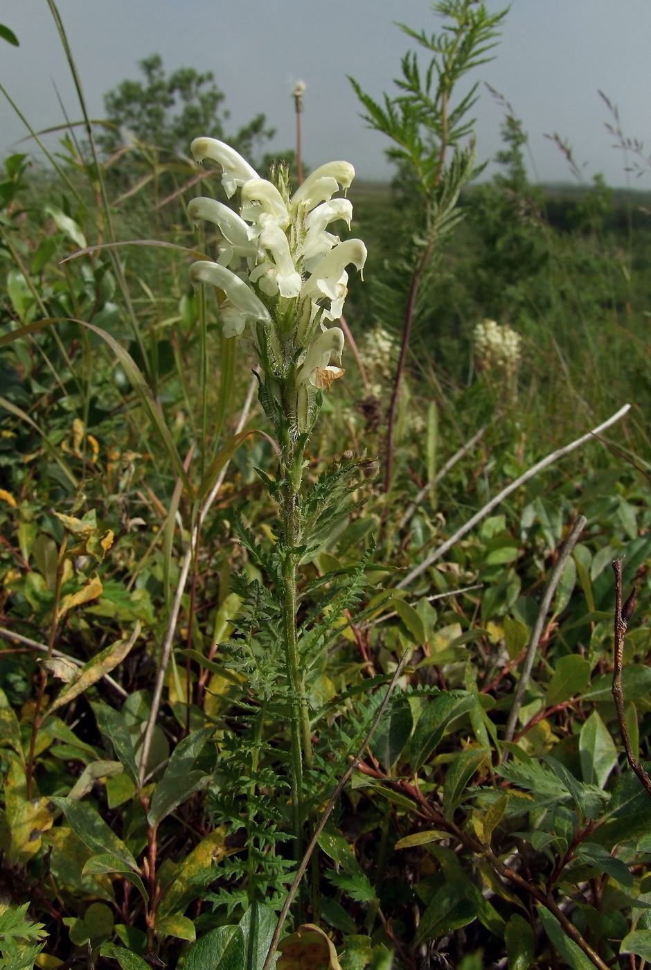 Image of Pedicularis venusta specimen.