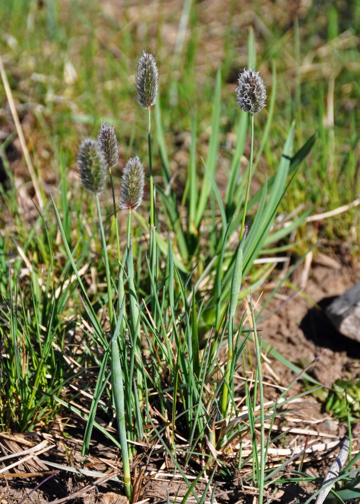 Image of Alopecurus alpinus specimen.