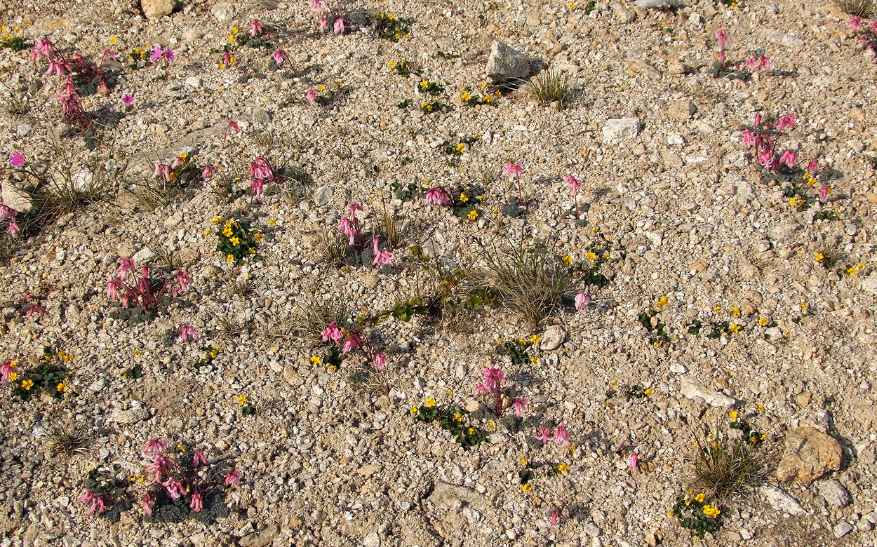 Image of Viola crassa specimen.