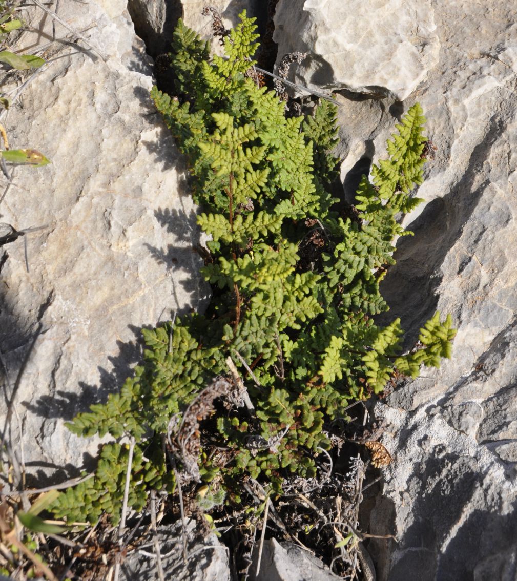 Image of Oeosporangium acrosticum specimen.