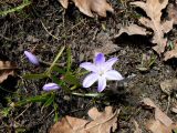 Chionodoxa luciliae