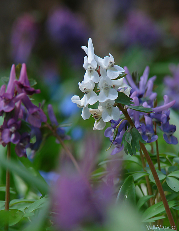 Image of Corydalis solida specimen.