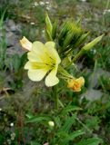 Oenothera biennis. Верхушка цветущего растения. Санкт-Петербург, Приморский р-н, на пустыре, одичавшее. 30.06.2018.