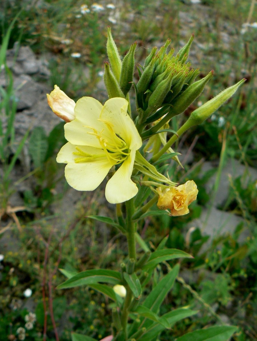 Изображение особи Oenothera biennis.