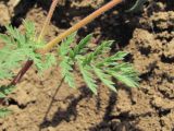 Erodium cicutarium. Лист. Дагестан, окр. г. Избербаш, залежь(?). 13.05.2018.