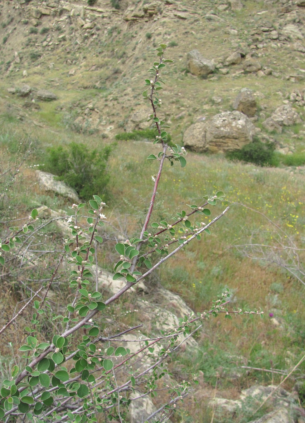 Image of Cotoneaster nummularius specimen.