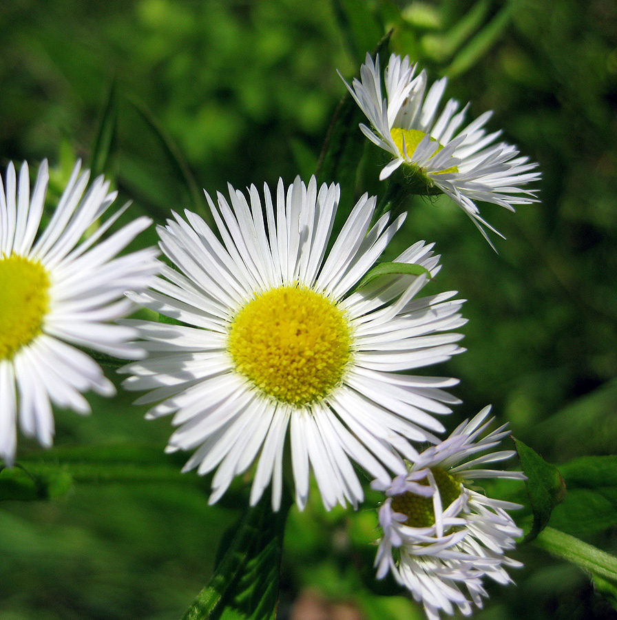 Image of Erigeron annuus specimen.