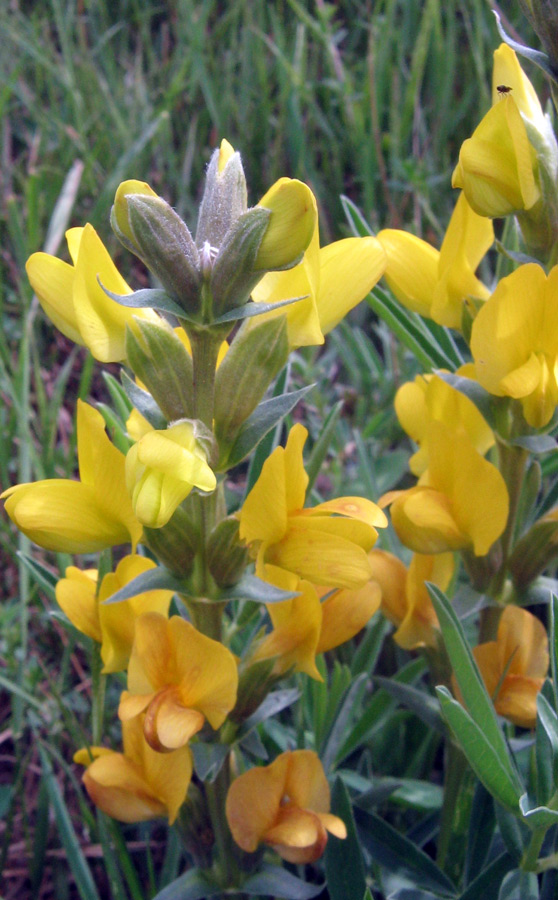 Image of Thermopsis turkestanica specimen.