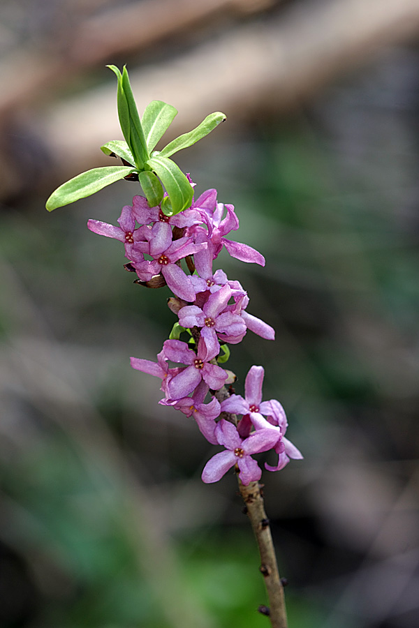 Image of Daphne mezereum specimen.