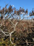 Calluna vulgaris