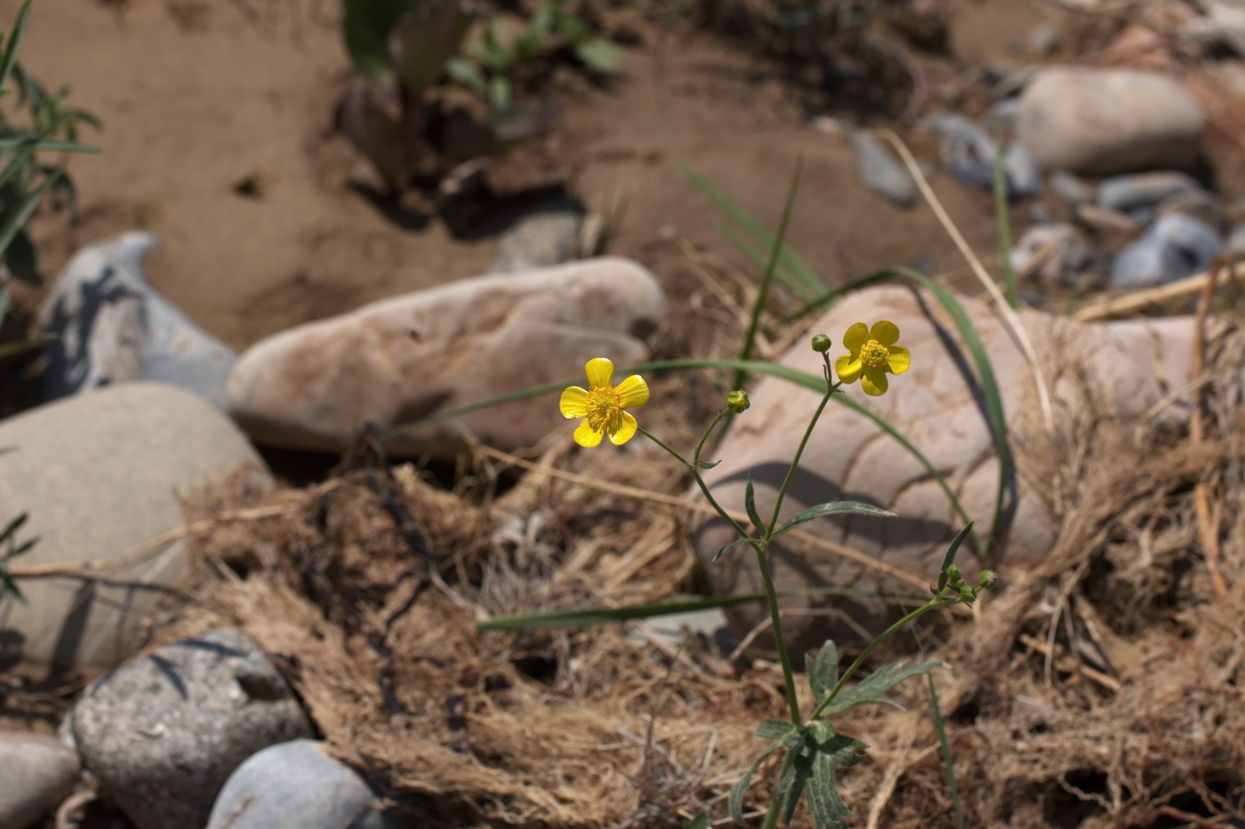 Изображение особи род Ranunculus.