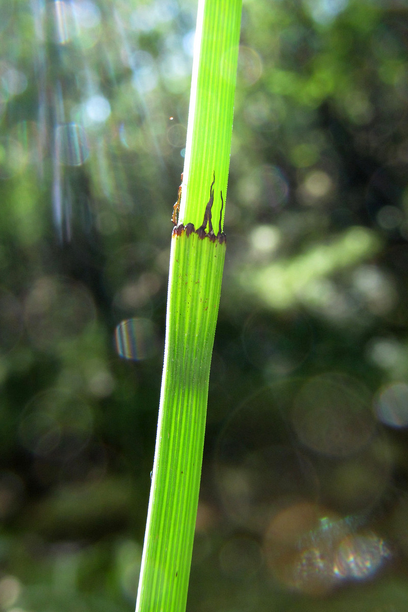 Image of Equisetum &times; moorei specimen.