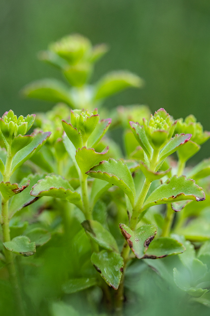 Image of Sedum oppositifolium specimen.