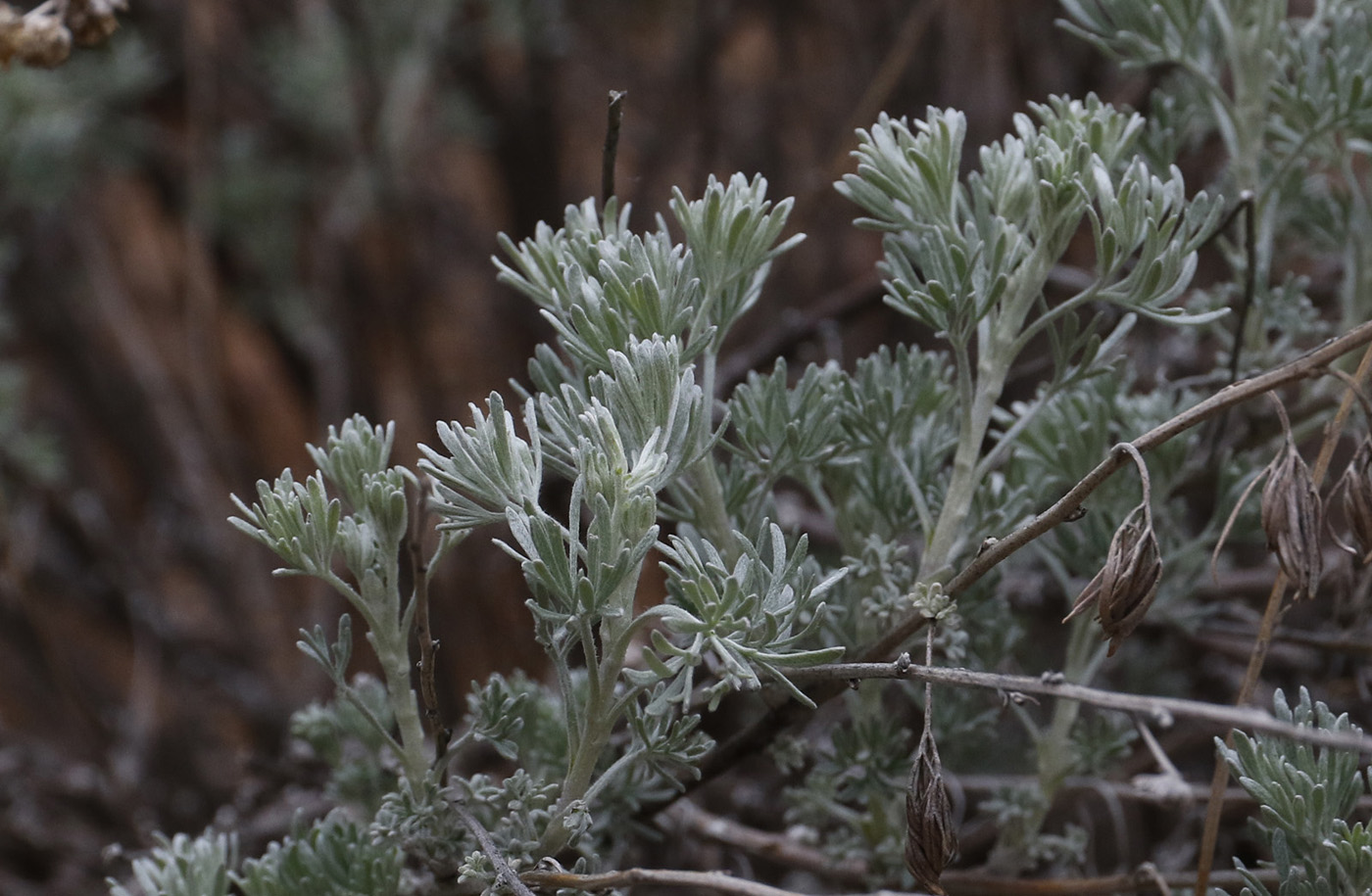 Image of Artemisia rutifolia specimen.