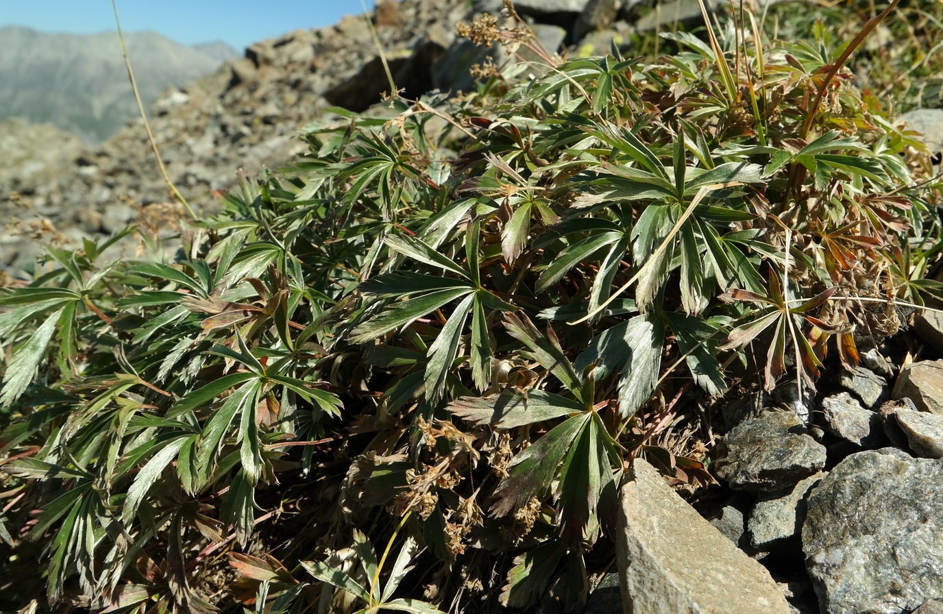 Image of Alchemilla sericea specimen.