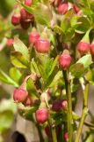 Vaccinium myrtillus. Побеги с цветками. Мурманск, Горелая сопка, склон с рябиново-осиново-берёзовым водяниково-черничным редколесьем. 08.06.2019.