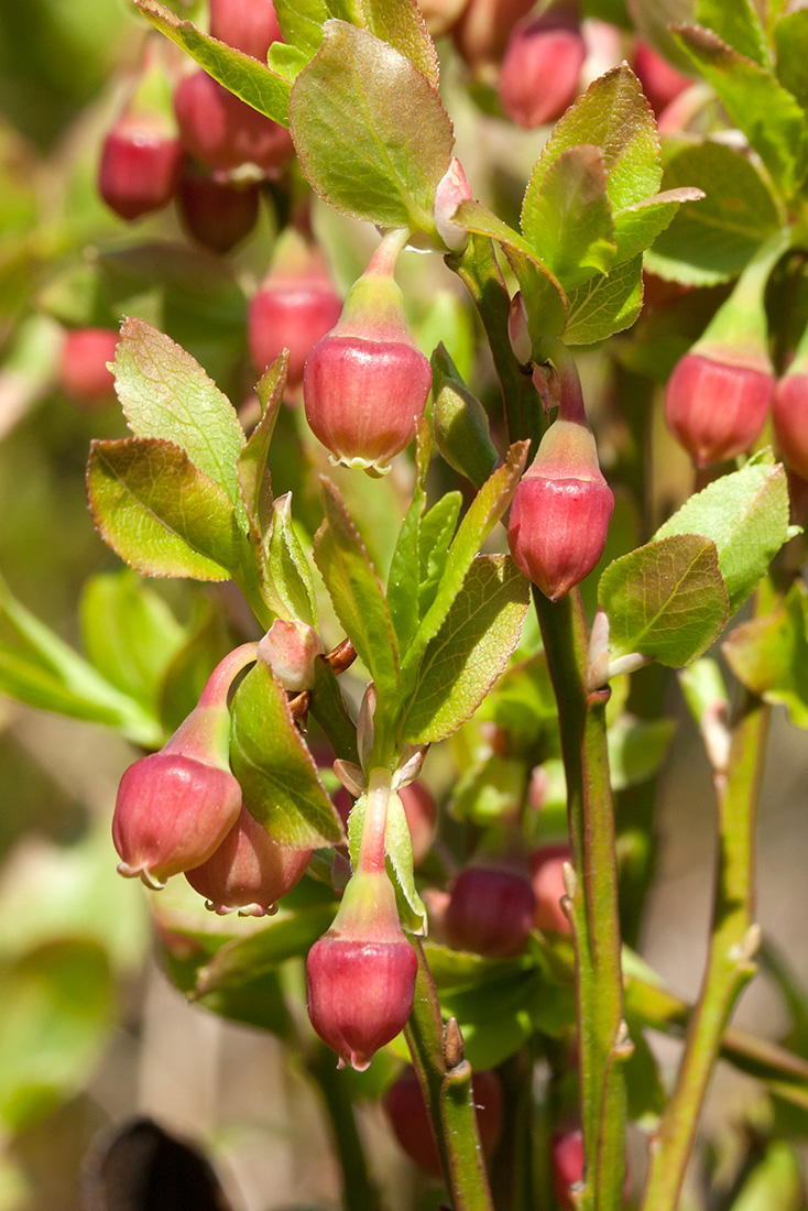 Image of Vaccinium myrtillus specimen.