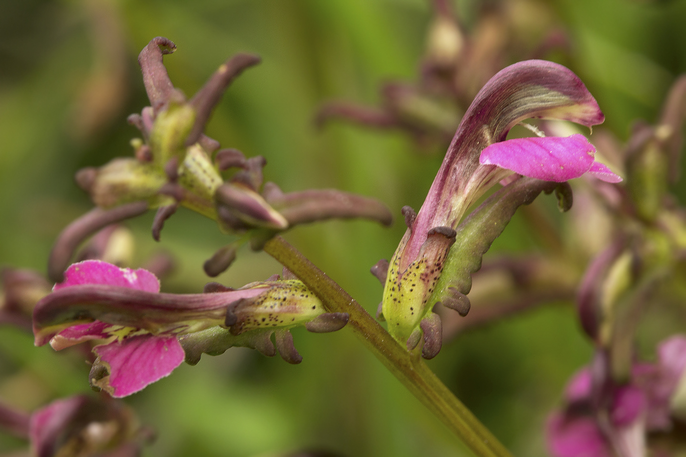 Изображение особи Pedicularis adunca.