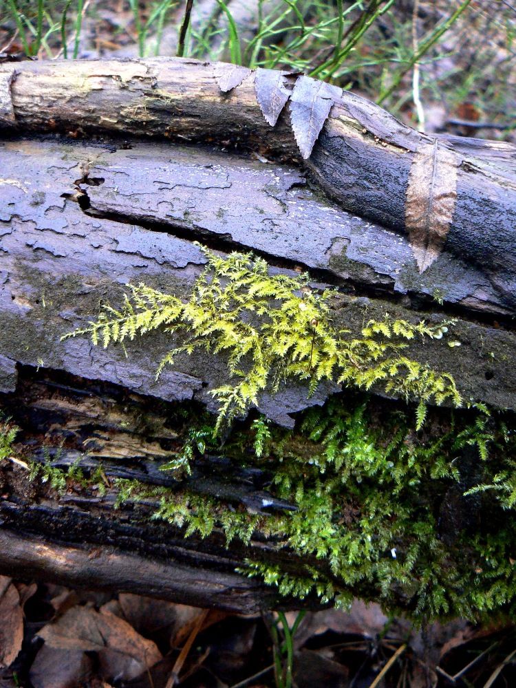 Изображение особи род Brachythecium.