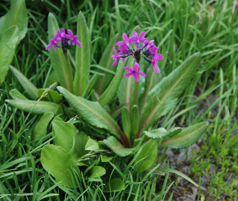 Изображение особи Primula nivalis.