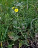 Potentilla astracanica. Цветущее растение. Воронежская обл., Лискинский р-н, музей-заповедник \"Дивногорье\", разнотравная степь. 01.06.2019.