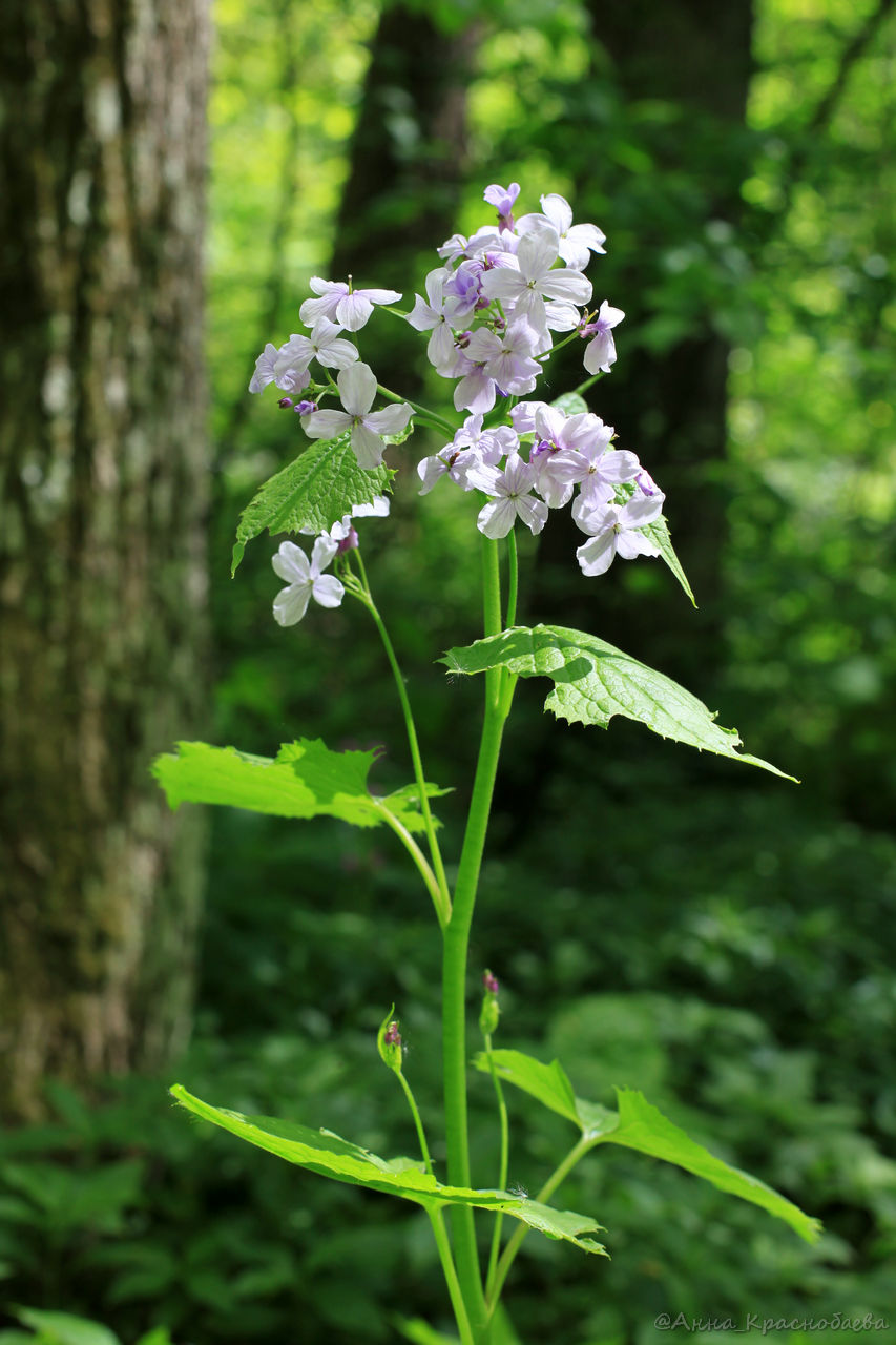 Изображение особи Lunaria rediviva.