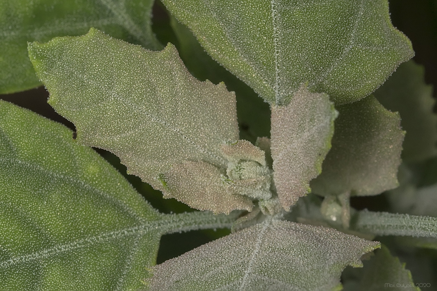 Изображение особи Chenopodium album.