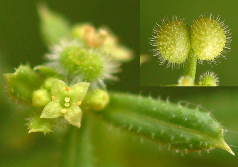 Image of Galium vaillantii specimen.