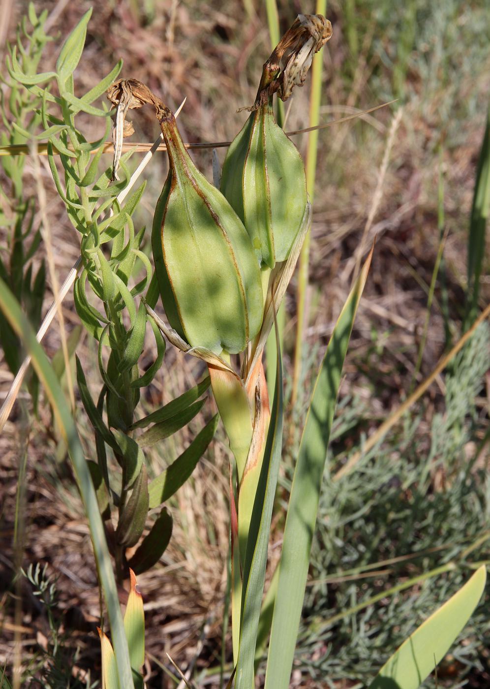 Image of Iris halophila specimen.