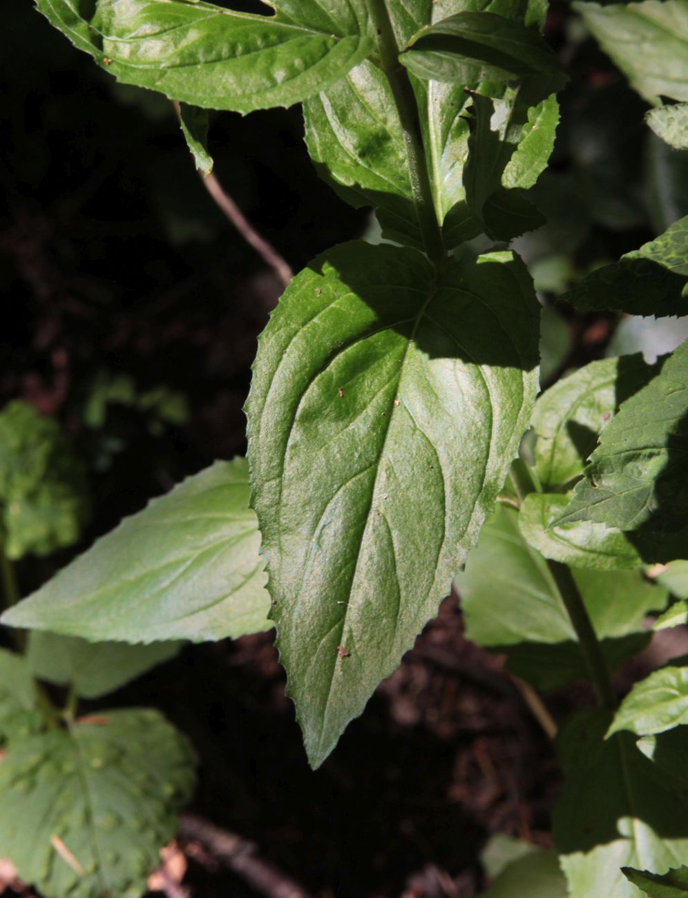 Image of Epilobium montanum specimen.