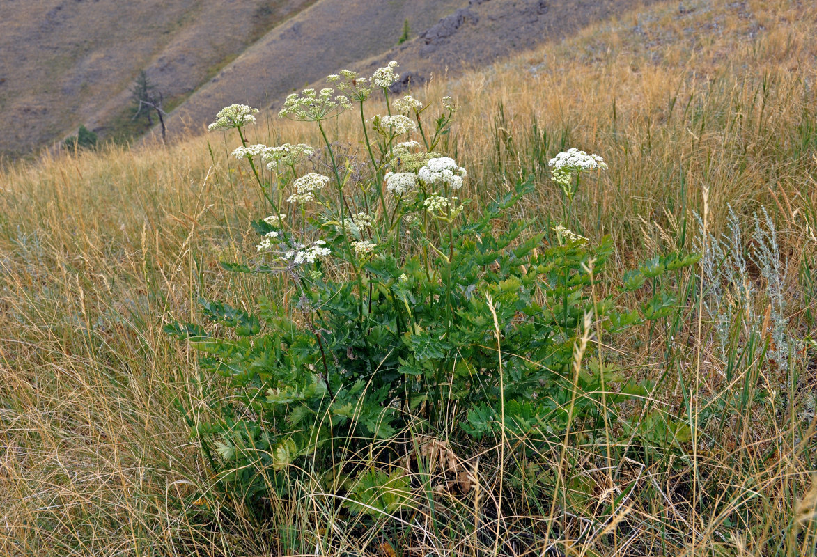 Image of Seseli krylovii specimen.