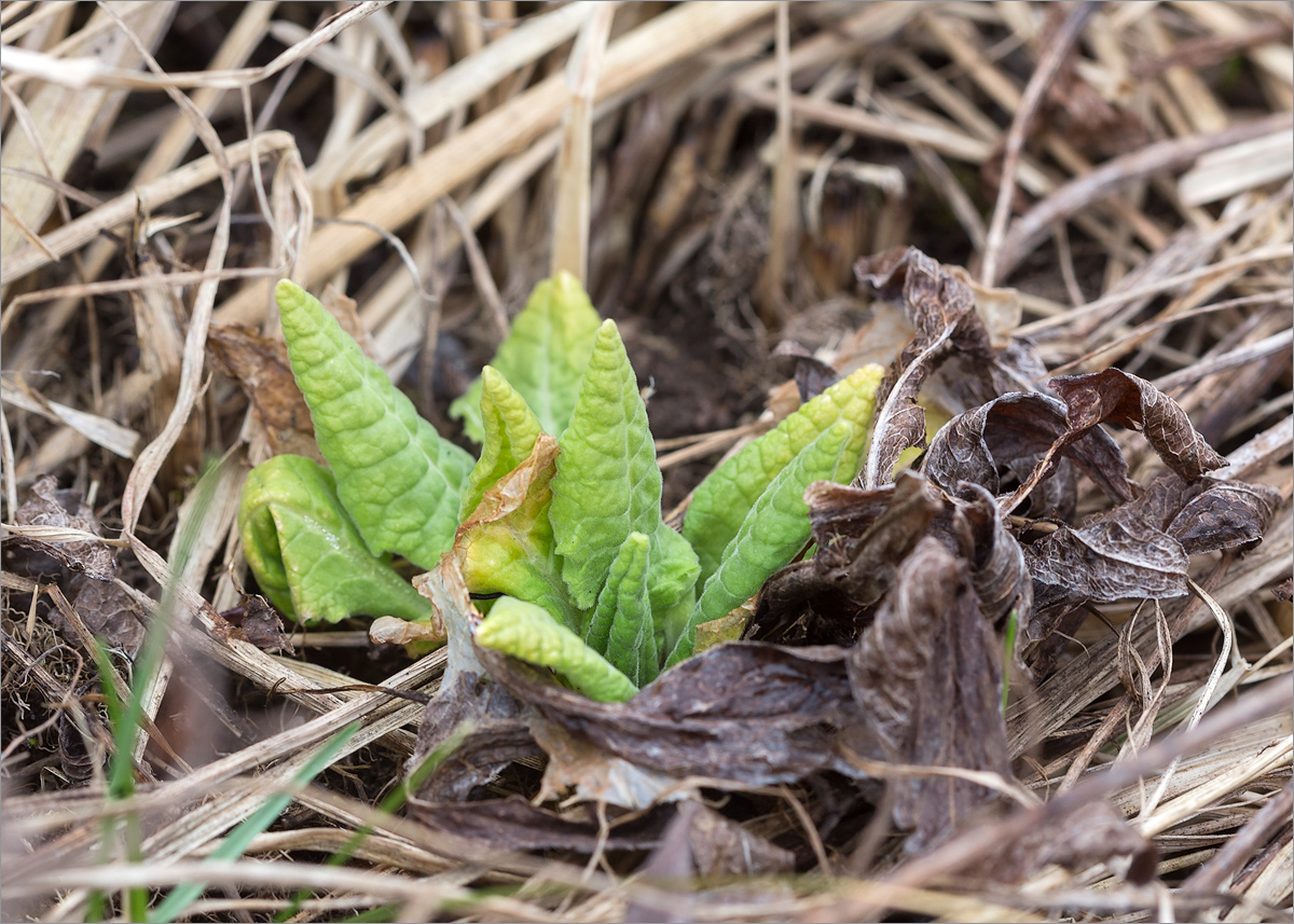 Image of Primula veris specimen.