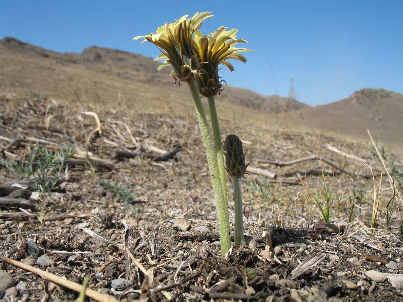 Изображение особи Taraxacum turcomanicum.