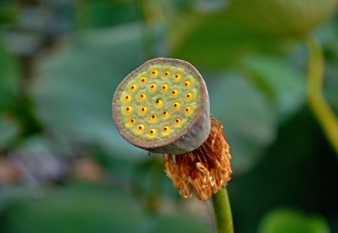 Image of Nelumbo caspica specimen.