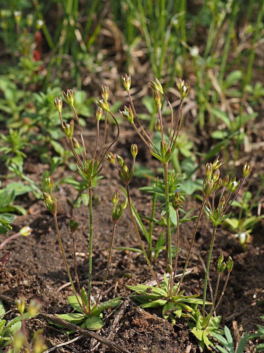 Image of Androsace elongata specimen.