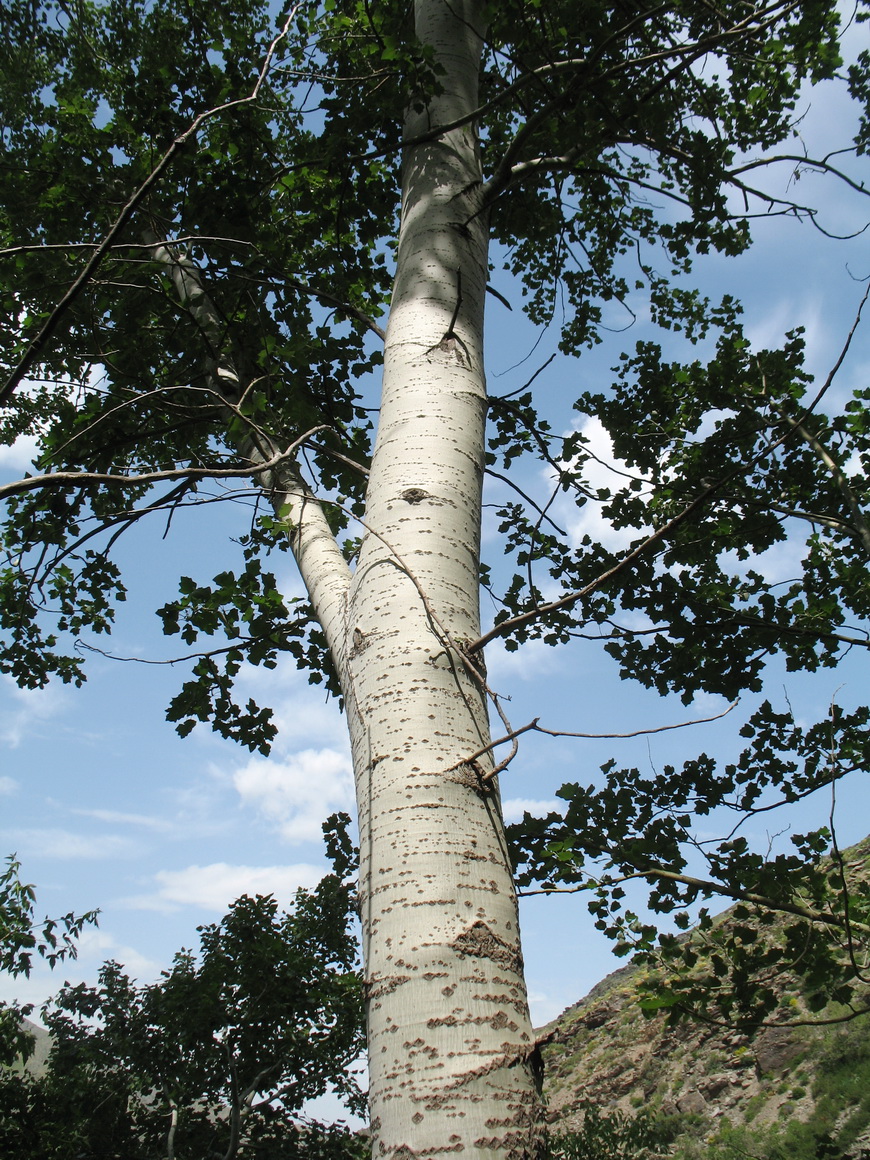 Изображение особи Populus berkarensis.