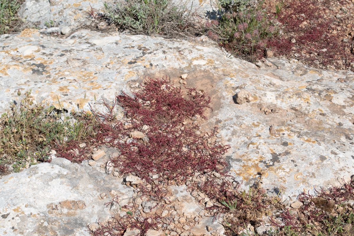 Image of Sedum microcarpum specimen.