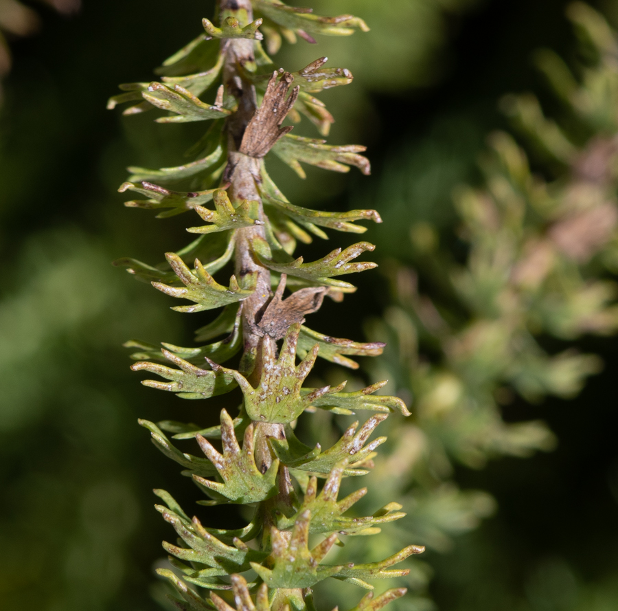 Image of Euryops virgineus specimen.