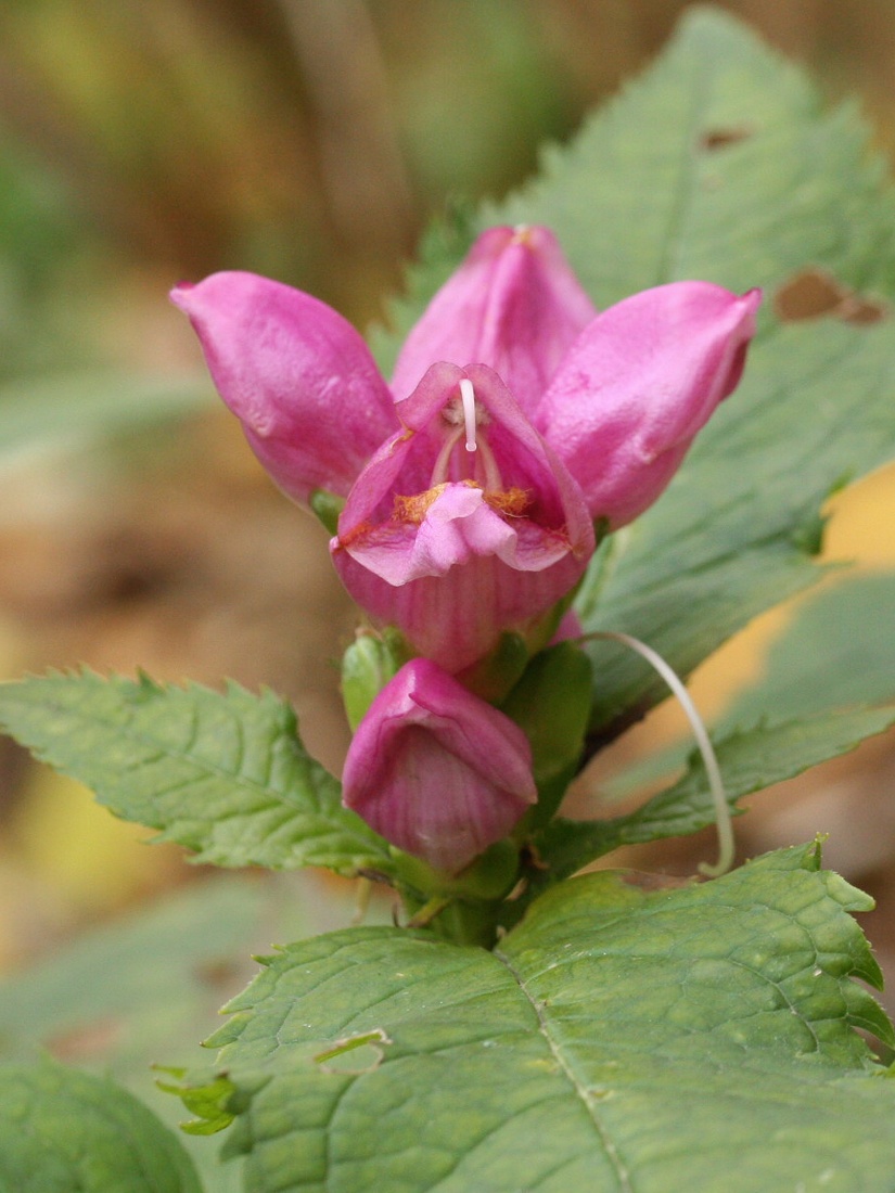 Image of Chelone obliqua specimen.