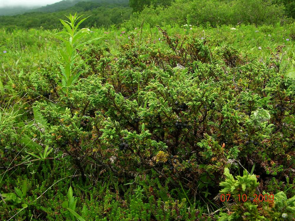 Image of Juniperus sibirica specimen.